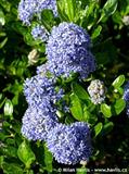 ceanothus victoria